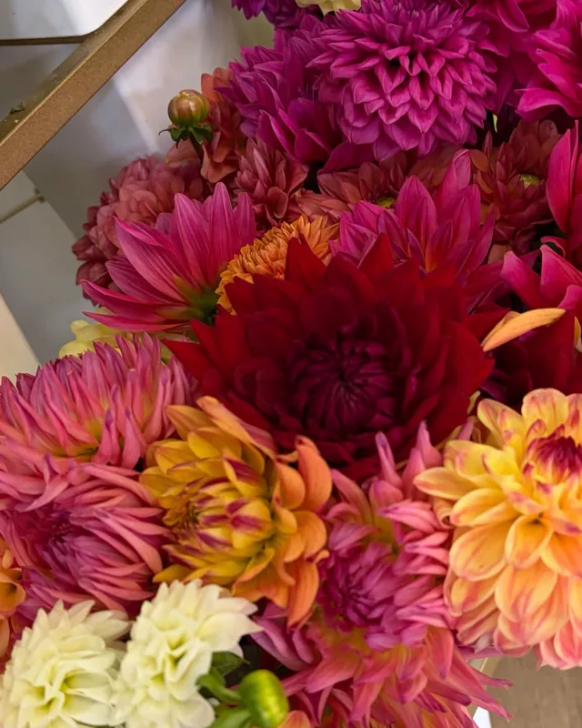 Dahlia season