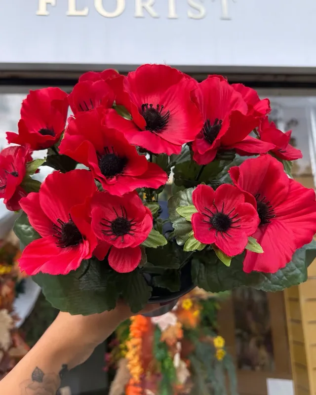 Red anemones